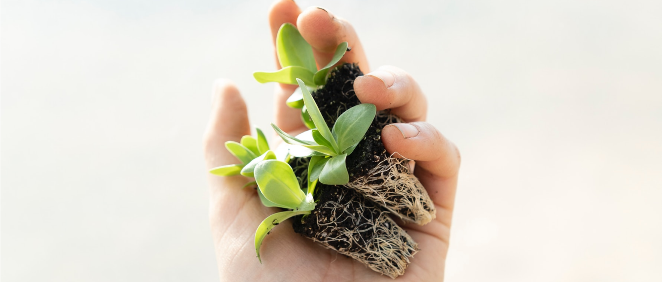 plants-images