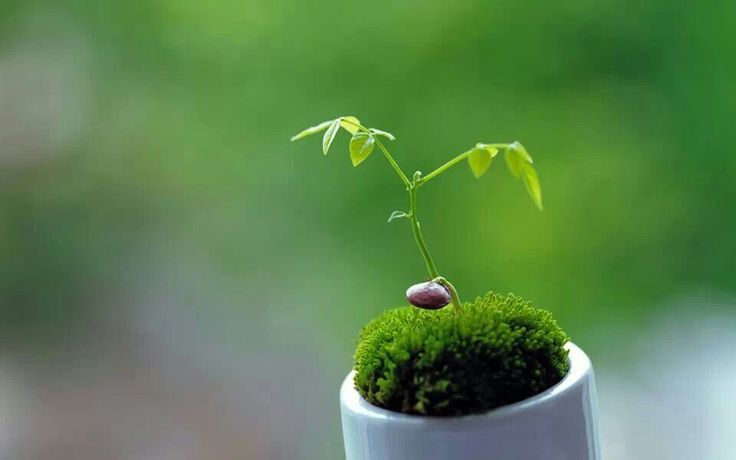 plants-images
