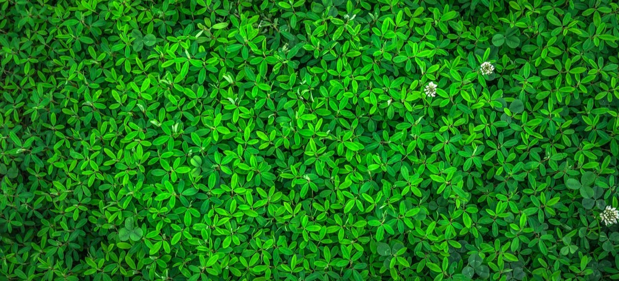 plants-images