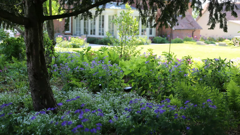 plants-images
