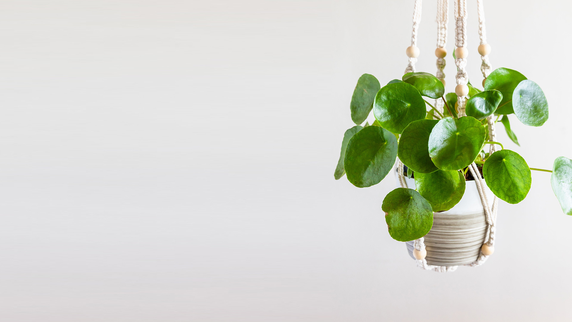 plants-images